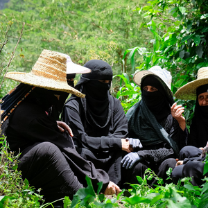 Best of Yemen Lot #17 Al Oqabi Women Farmers - Yemenia Natural - Yemen