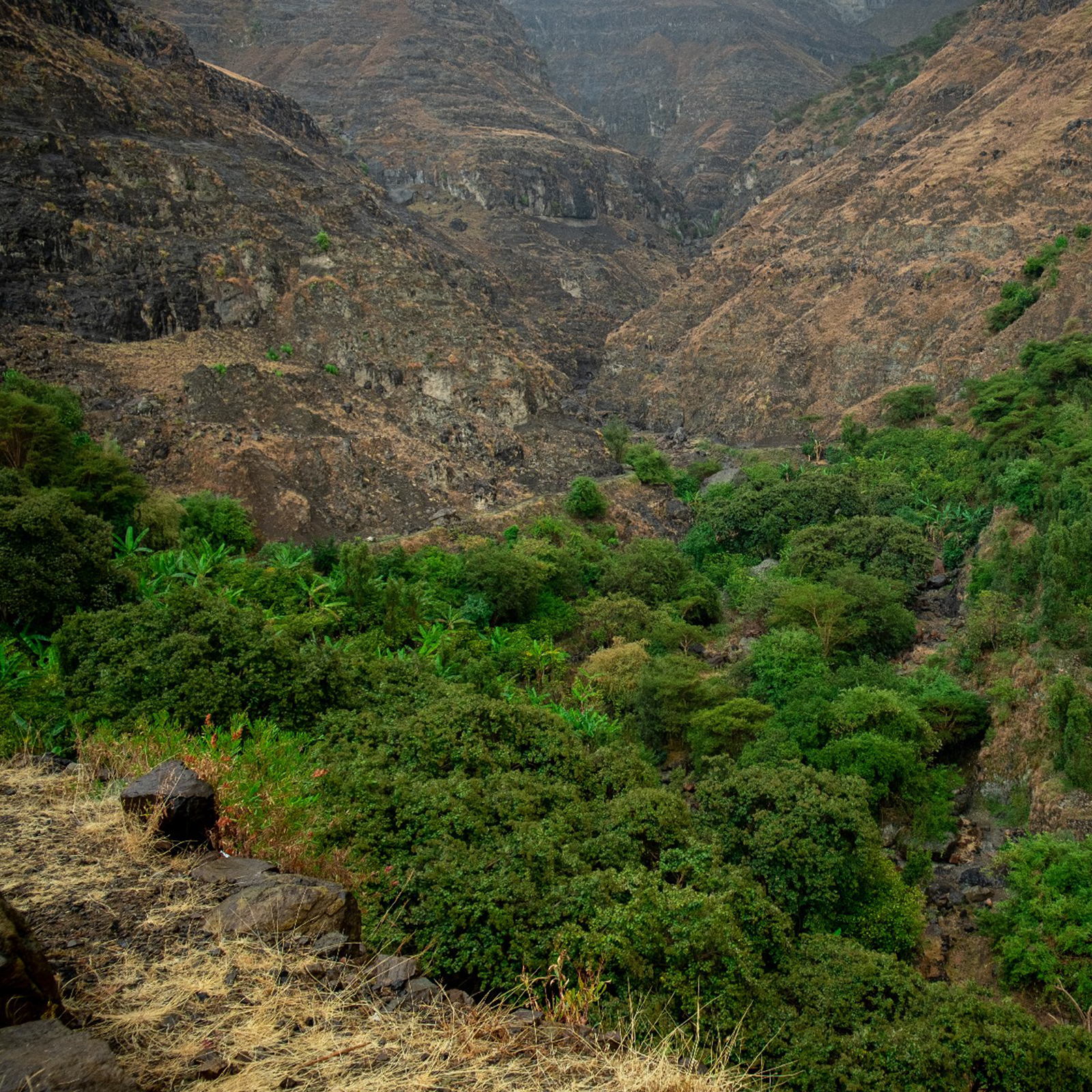 Best of Yemen Lot #17 Al Oqabi Women Farmers - Yemenia Natural - Yemen