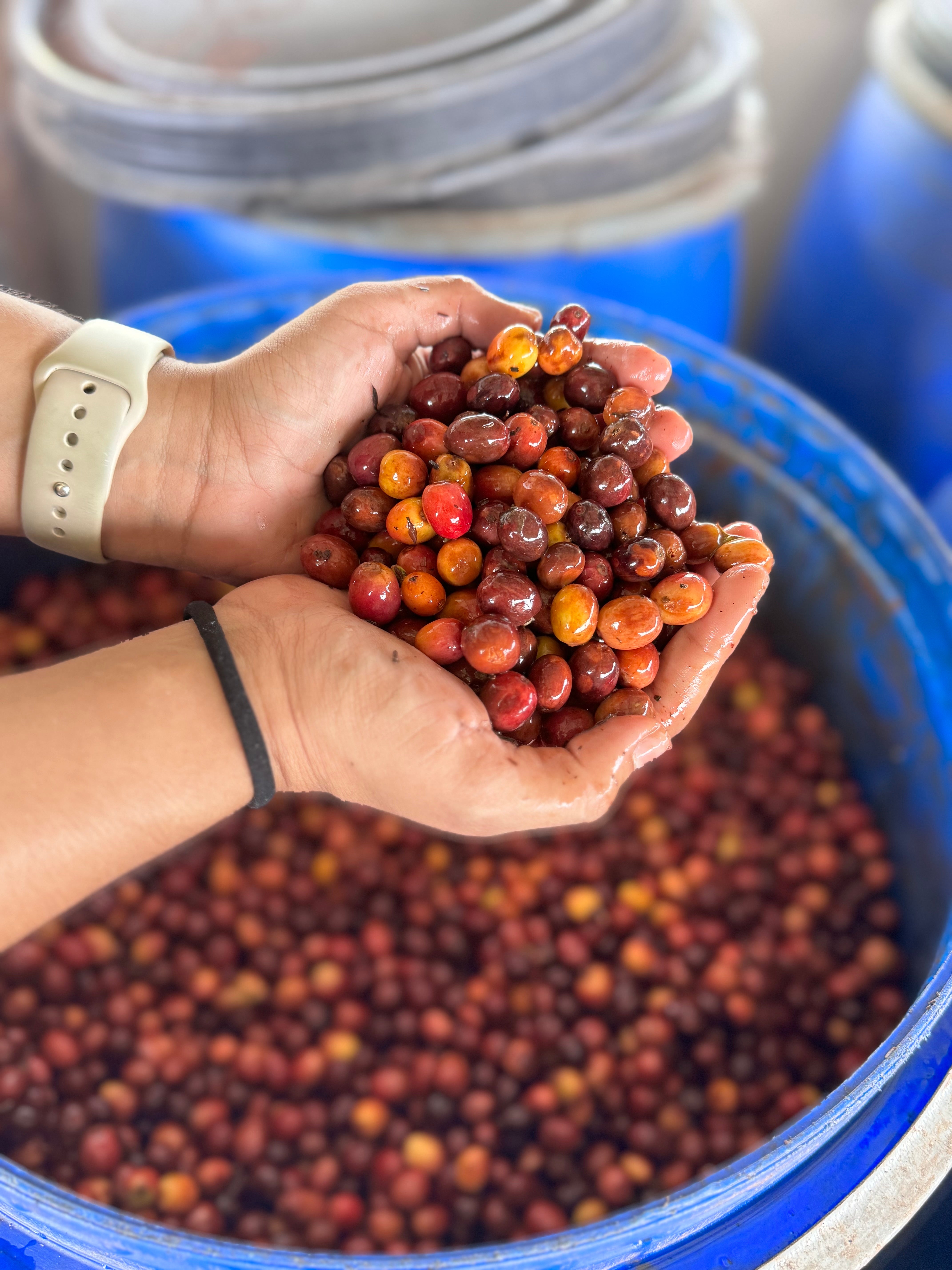 Ana María Donneys, Wine Honey Caturra - Colombia