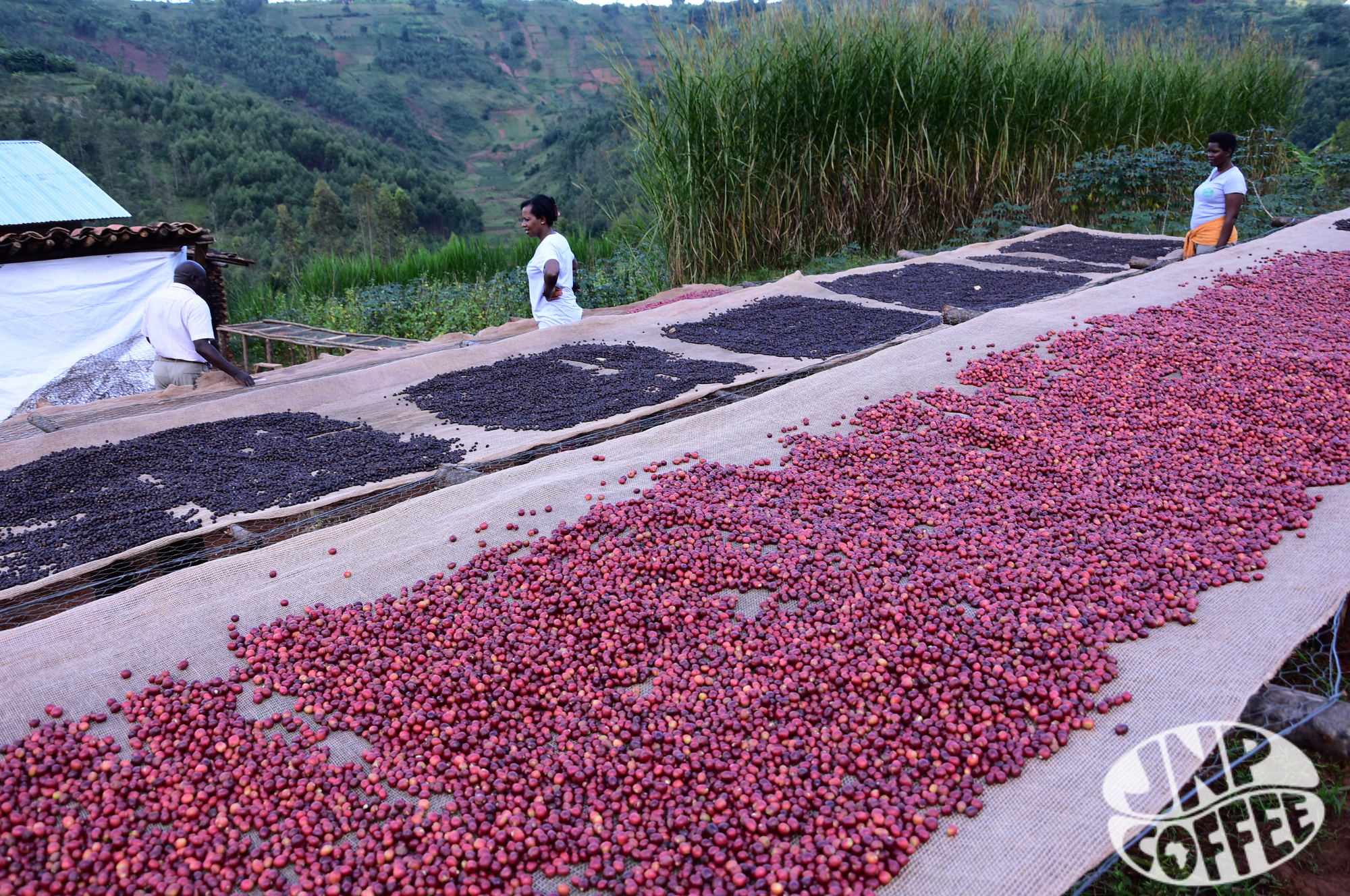Akeza, Natural Bourbon - Burundi