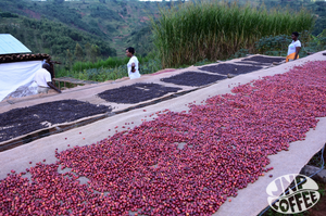 Akeza, Natural Bourbon - Burundi