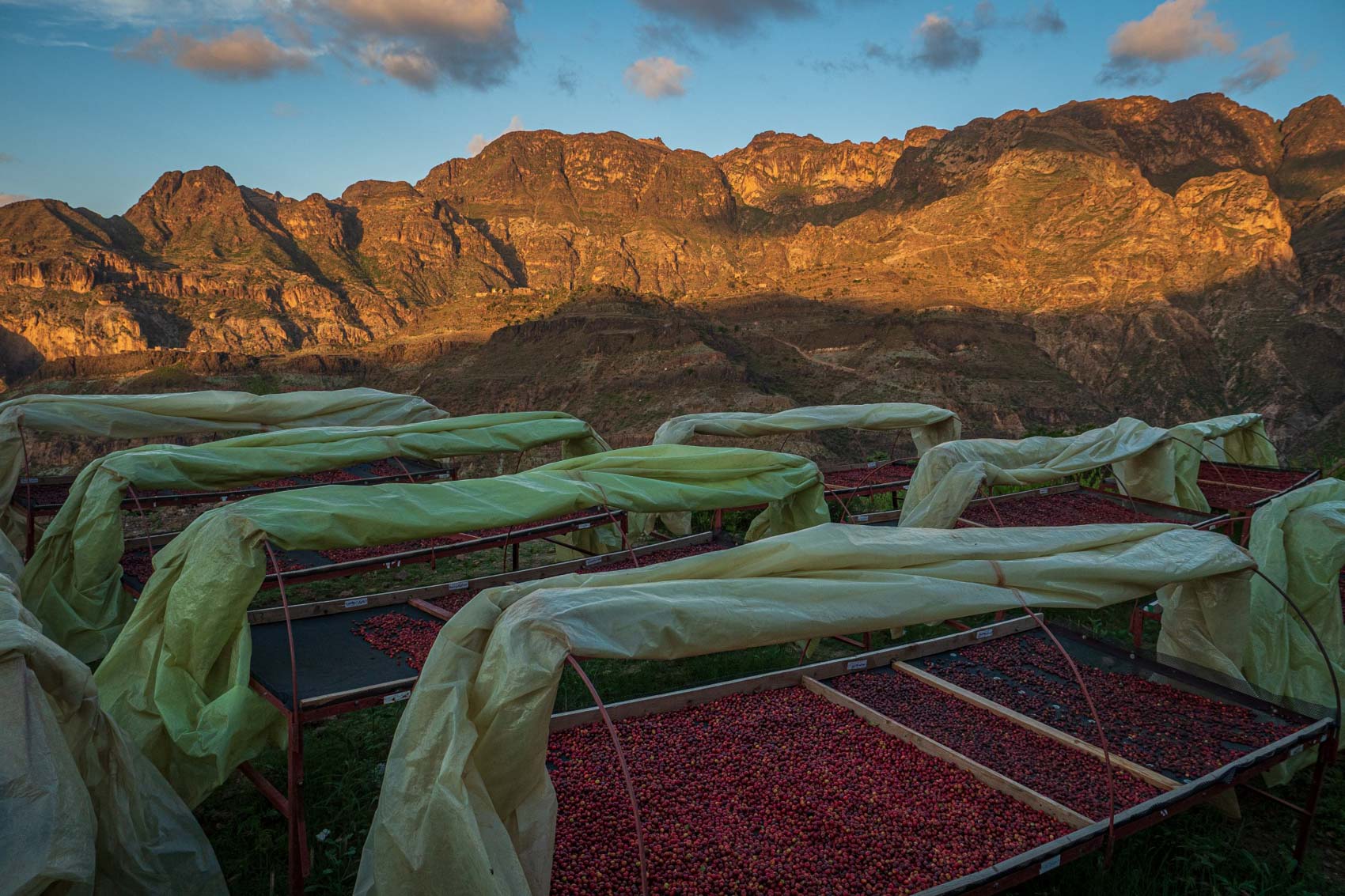 Best of Yemen Lot #17 Al Oqabi Women Farmers - Yemenia Natural - Yemen