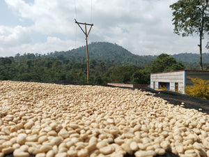 Dinkinesh: Rako, Ethiopia